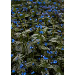 Brunera 'Silver Heart' - Brunnera Silver Heart